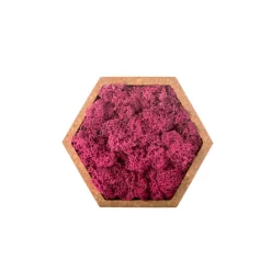 Naturalys Terrariums Et Compositions | - Stab lichen hexagonal rose 16 x 16 cm