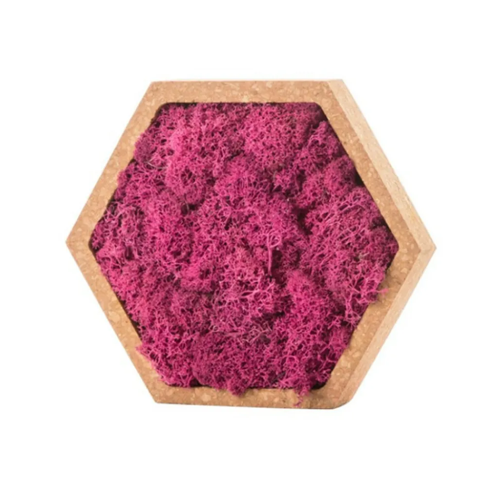 Naturalys Terrariums Et Compositions | - Stab lichen hexagonal rose 16 x 16 cm