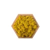 Naturalys Terrariums Et Compositions | - Stab lichen hexagonal jaune 16 x 16 cm