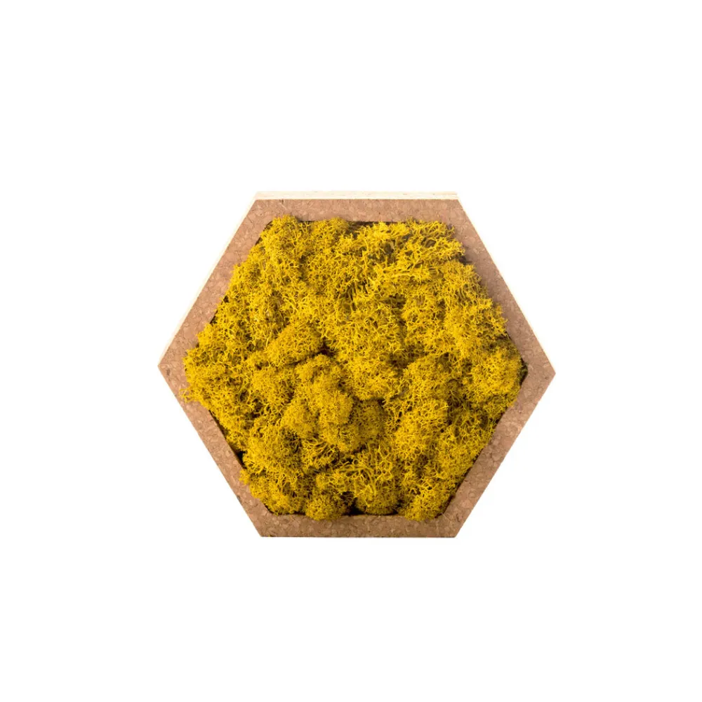 Naturalys Terrariums Et Compositions | - Stab lichen hexagonal jaune 16 x 16 cm