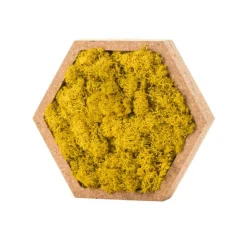 Naturalys Terrariums Et Compositions | - Stab lichen hexagonal jaune 16 x 16 cm
