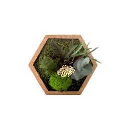 Naturalys Terrariums Et Compositions | - Stab nature hexagonal s 16 x 16 cm