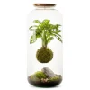 Naturalys - Terrarium avec Monstera kokedama suspension
