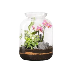 Naturalys Terrariums Et Compositions | - Terrarium bonbonne en verre avec orchidée Phalaenopsis : D.23cm