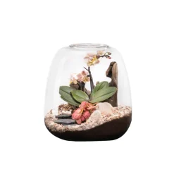 Naturalys Terrariums Et Compositions | - Terrarium Moly L, Phalaenopsis - D.24xH.25cm