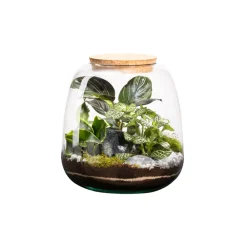 Naturalys Terrariums Et Compositions | - Terrarium Moly M, en verre, avec plantes vertes : D.19cm