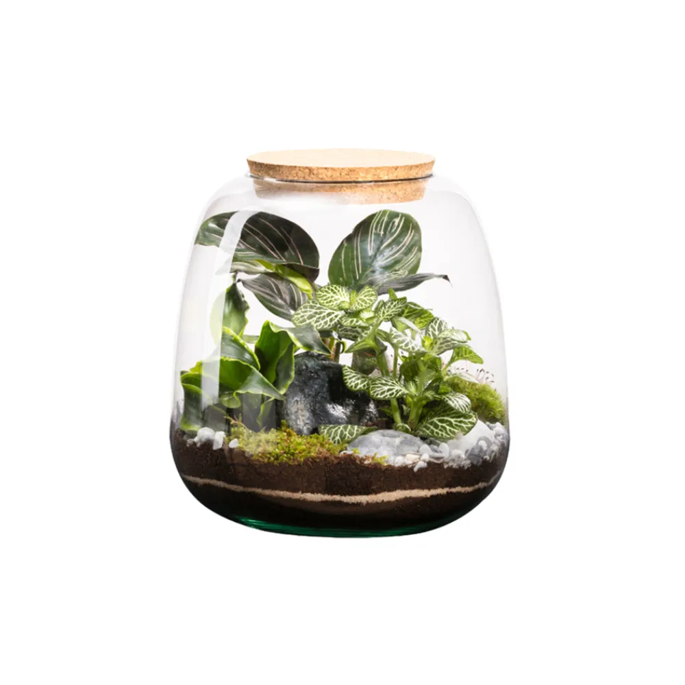 Naturalys Terrariums Et Compositions | - Terrarium Moly M, en verre, avec plantes vertes : D.19cm