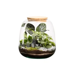 Naturalys Terrariums Et Compositions | - Terrarium Moly M, en verre, avec plantes vertes : D.19cm