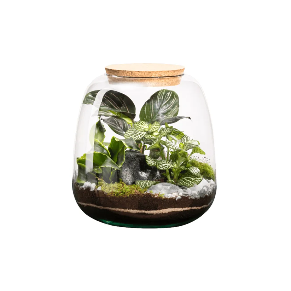 Naturalys Terrariums Et Compositions | - Terrarium Moly M, en verre, avec plantes vertes : D.19cm