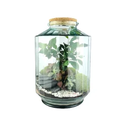 Naturalys Terrariums Et Compositions | - Terrarium 'Napoli' L : D.25cm - H.37cm