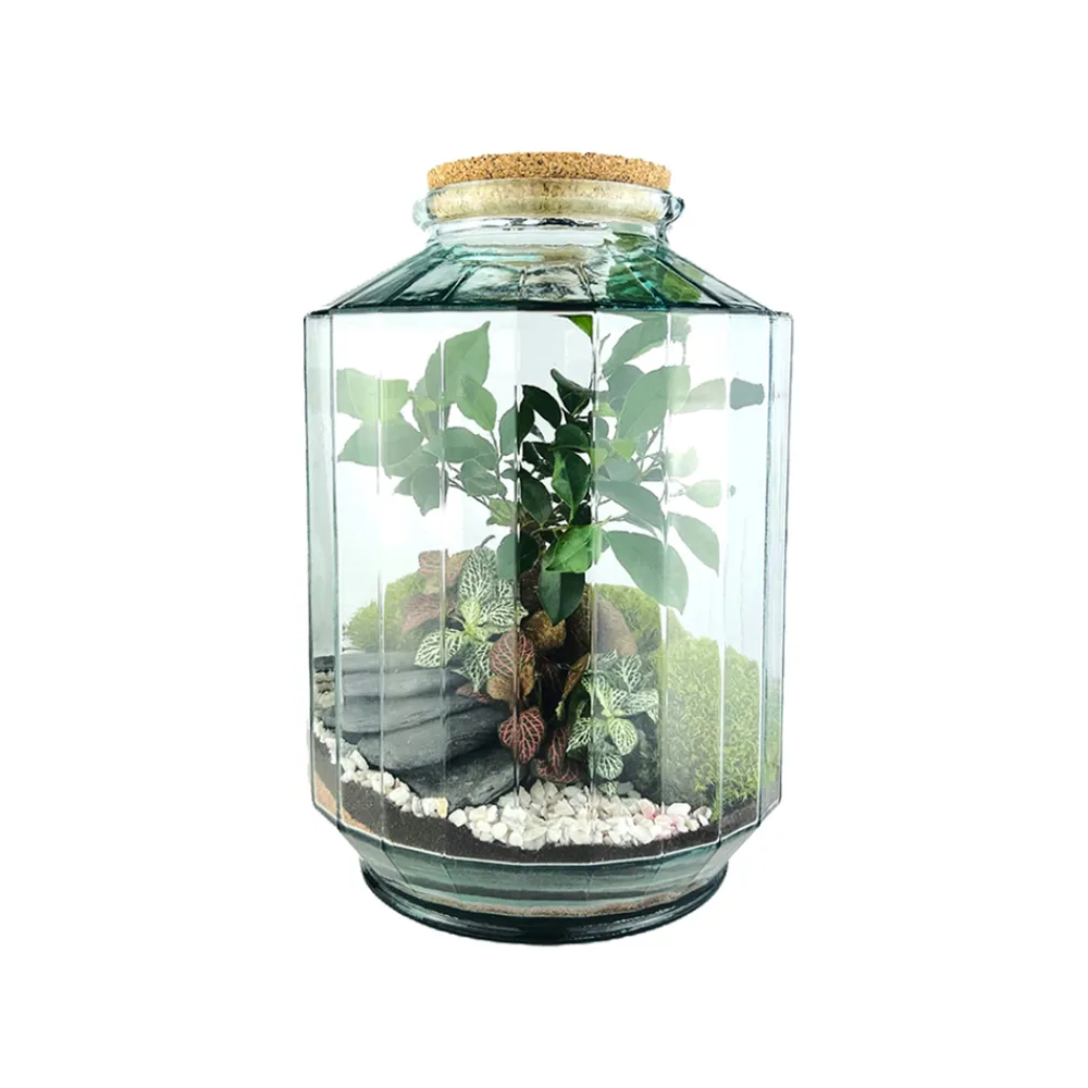 Naturalys Terrariums Et Compositions | - Terrarium 'Napoli' L : D.25cm - H.37cm