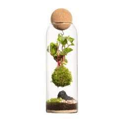 Naturalys Terrariums Et Compositions | - Terrarium végétal d'intérieur, Niwa taille L : Kokedama D.8 H.29cm