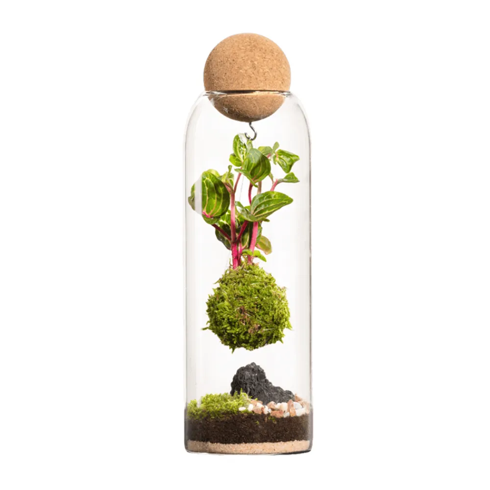 Naturalys Terrariums Et Compositions | - Terrarium végétal d'intérieur, Niwa taille L : Kokedama D.8 H.29cm