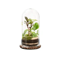 Naturalys - Terrarium végétal d'intérieur, Spicy taille M : Bao D.15cm Online