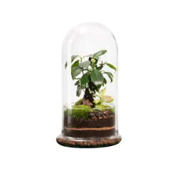 Naturalys - Terrarium végétal d'intérieur, Spicy taille L : Ginseng D.17cm Best