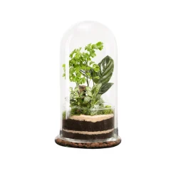 Naturalys - Terrarium végétal d'intérieur, Spicy taille L : Bao D.17cm Clearance