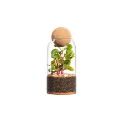 Naturalys - Terrarium végétal d'intérieur, Niwa taille L : Kokedama D.8 H.24cm Sale