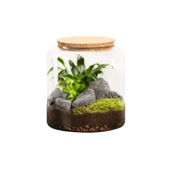 Naturalys Terrariums Et Compositions | - Terrarium végétal d'intérieur, Moly Stone taille L - D.23cm