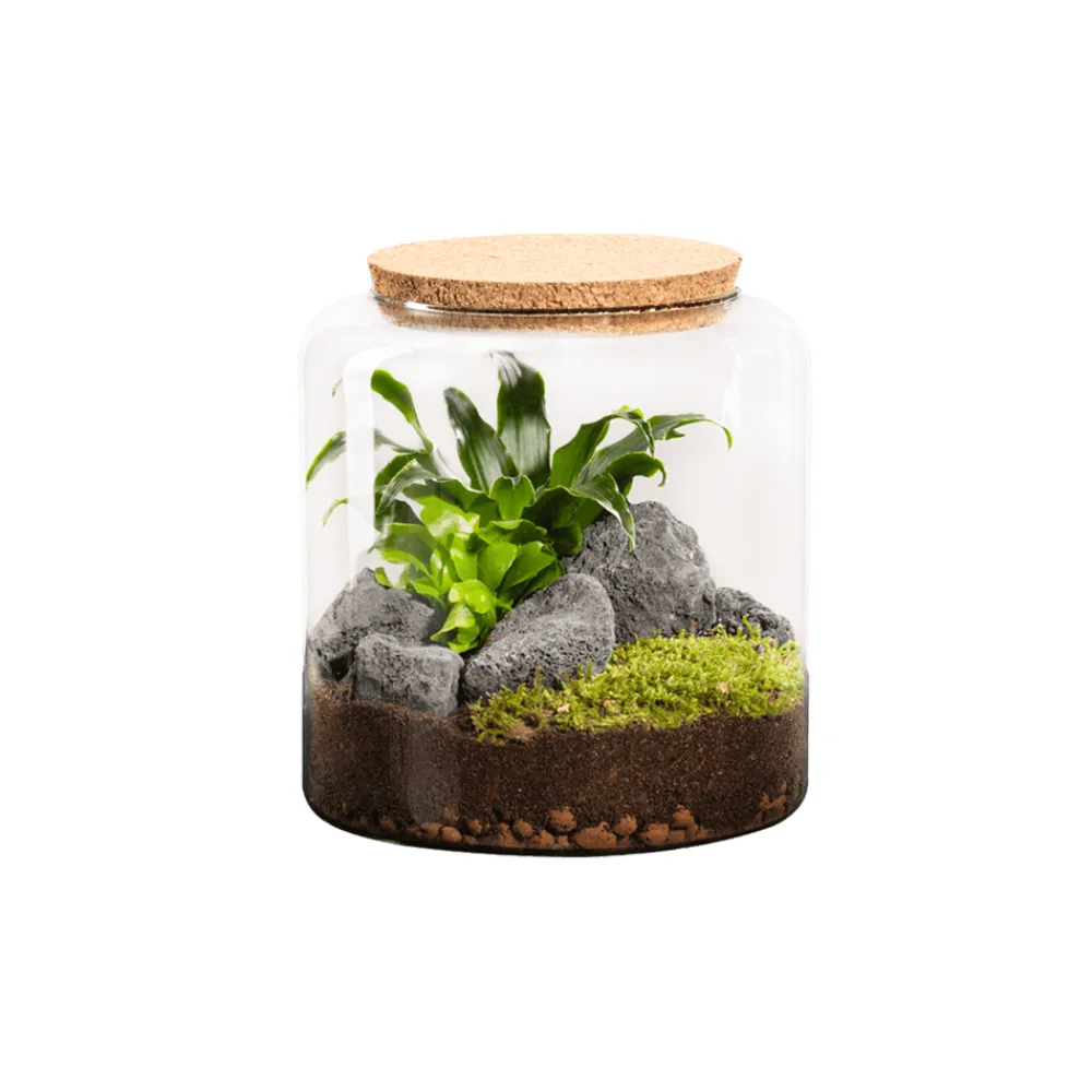 Naturalys Terrariums Et Compositions | - Terrarium végétal d'intérieur, Moly Stone taille L - D.23cm