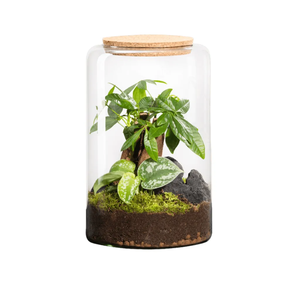 Naturalys Terrariums Et Compositions | - Terrarium végétal d'intérieur, Mia Classic taille M : Pachira H.30cm