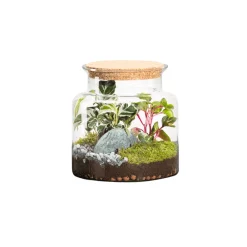 Naturalys Terrariums Et Compositions | - Terrarium végétal d'intérieur, Mia Classic taille L : Mix H.40cm