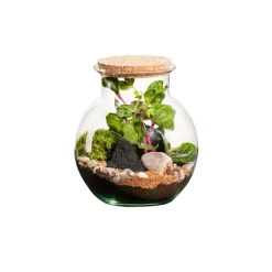 Naturalys Terrariums Et Compositions | - Terrarium végétal d'intérieur, Havana taille XS : Irésine D.15cm
