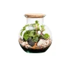 Naturalys Terrariums Et Compositions | - Terrarium végétal d'intérieur, Havana taille S : Irésine D.19cm