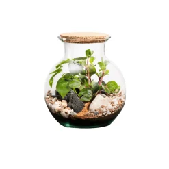 Naturalys Terrariums Et Compositions | - Terrarium végétal d'intérieur, Havana taille S : Irésine D.19cm