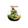 Naturalys Terrariums Et Compositions | - Terrarium végétal d'intérieur, Havana taille S : Calathéa D.19cm