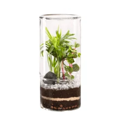 Naturalys Terrariums Et Compositions | - Terrarium végétal d'intérieur, Green Tower taille M : Mix D.12cm