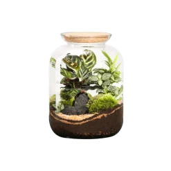 Naturalys Terrariums Et Compositions | - Terrarium végétal d'intérieur, Green Tower taille L : Mix D.15cm