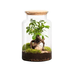 Naturalys - Terrarium végétal intérieur, Jungle Classic taille M : Ginseng H.30cm Sale