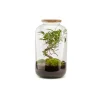 Naturalys - Terrarium végétal intérieur, Bonbonne Classic taille M : Bonsai D.23cm Clearance