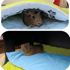 Neo Solvo Hygiène Et Soins | - Tapis pour cochon d'inde et lapin en polaire - 70 x 35 cm - polaire absorbant, lavable en machine, economique et ecologique