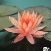 NA Nénuphar précultivé orange Best