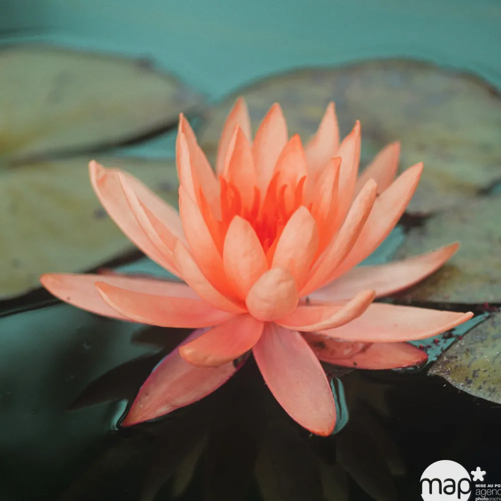 NA Nénuphar précultivé orange Best