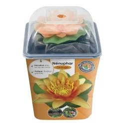 NA Nénuphar précultivé orange Best