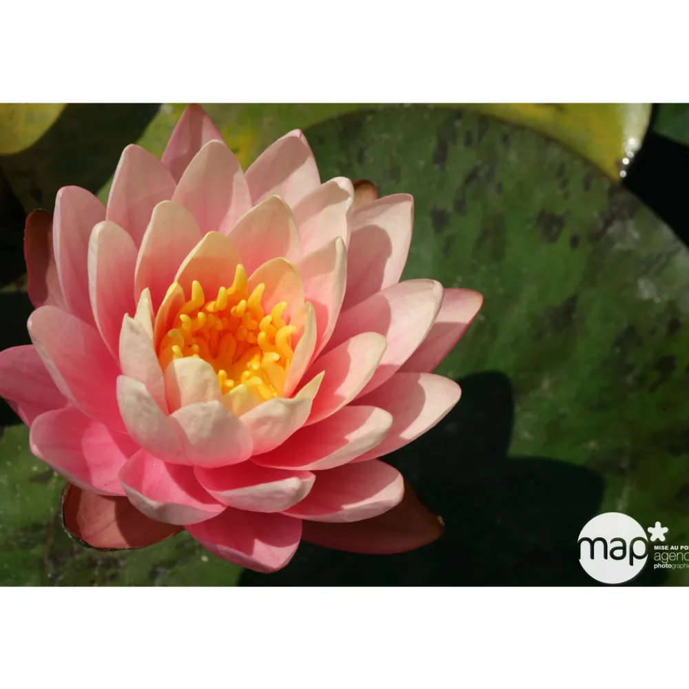 NA Nénuphar précultivé orange Best
