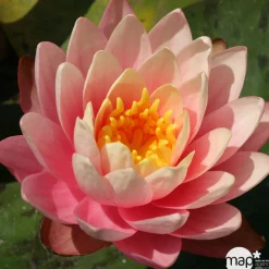 NA Nénuphar précultivé orange Best
