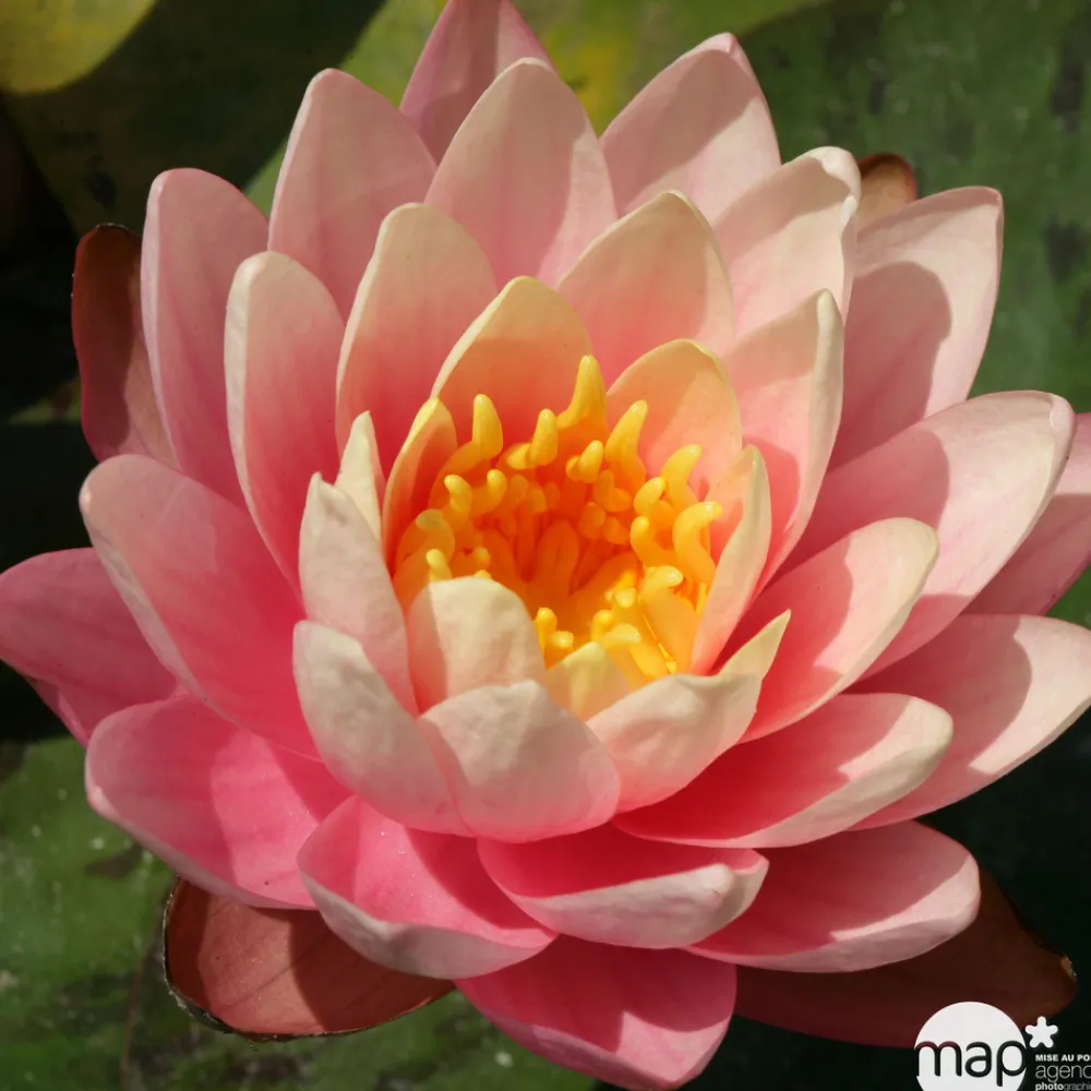NA Nénuphar précultivé orange Best