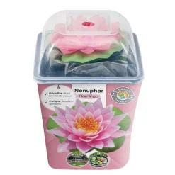 NA Nénuphar précultivé rose Hot
