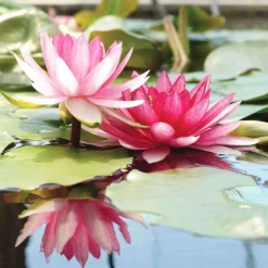 NA Nénuphar précultivé rose Hot