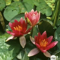 NA Plantes De Bassin | Nénuphar précultivé rouge