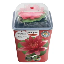NA Plantes De Bassin | Nénuphar précultivé rouge