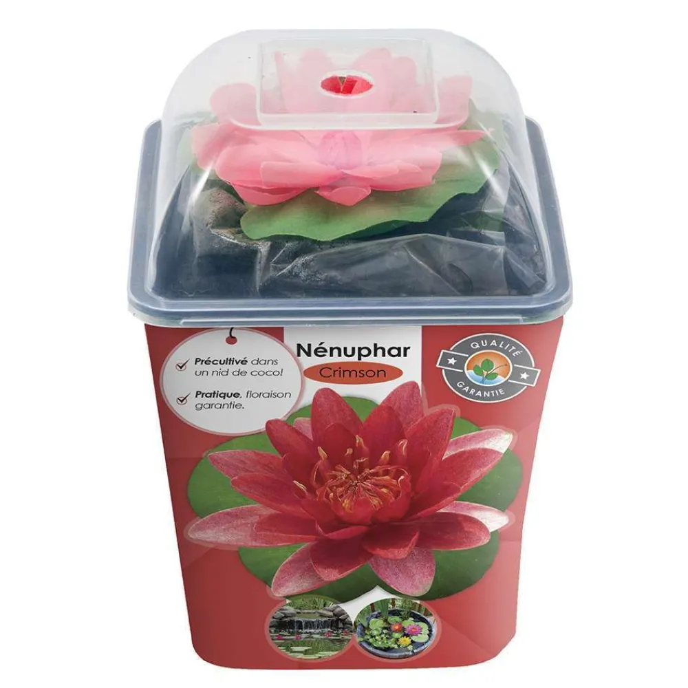NA Plantes De Bassin | Nénuphar précultivé rouge