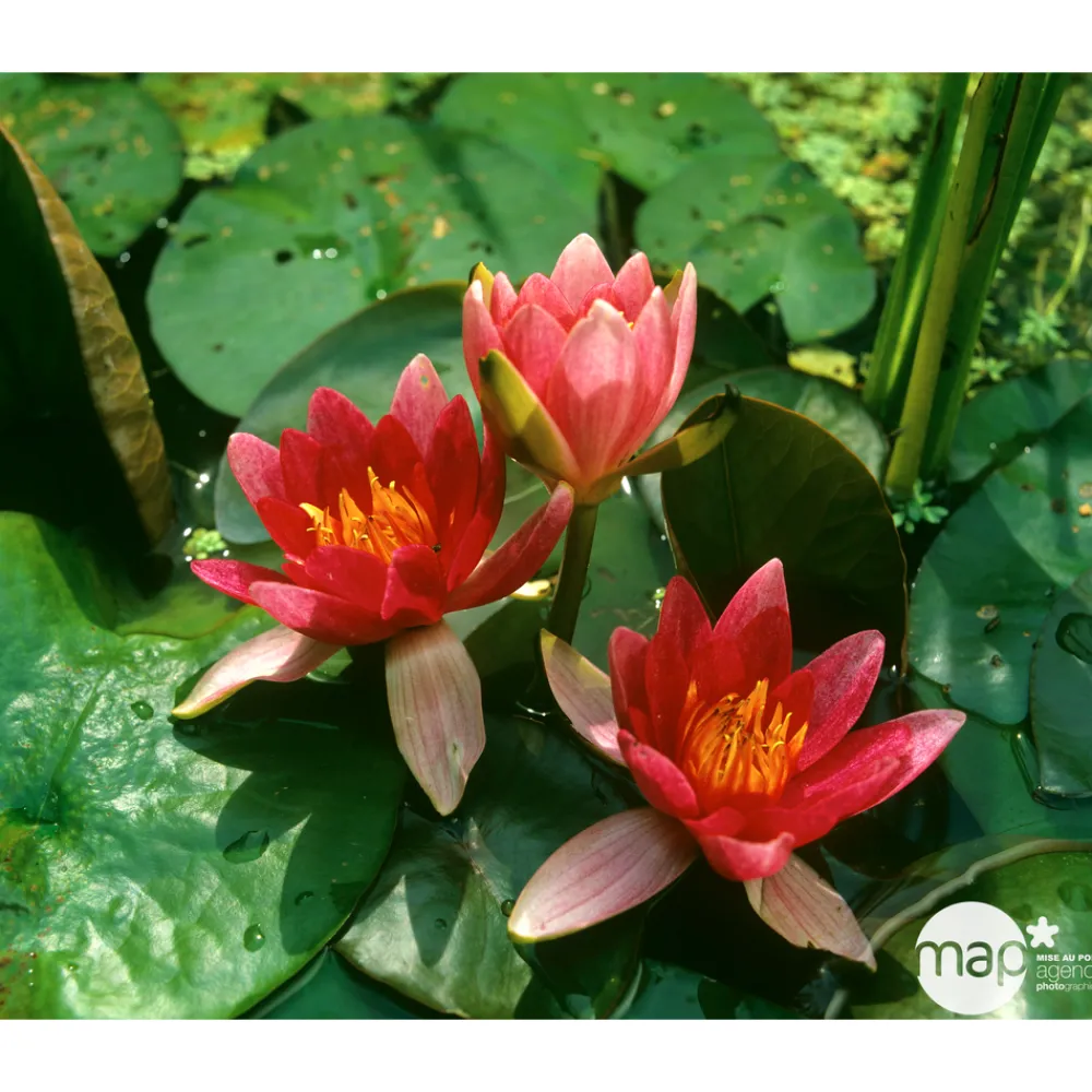 NA Plantes De Bassin | Nénuphar précultivé rouge