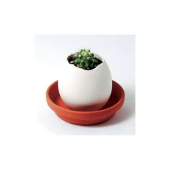 Noted Plantes Fleuries | - Kit oeuf cactus prêt à pousser