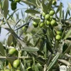 NA Olivier, Olea europeae, ' Cipressino ' Nord : pot 35L Clearance