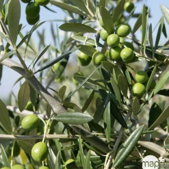 NA Olivier, Olea europeae, ' Cipressino ' Nord : pot 35L Clearance