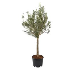NA Olivier, Olea europeae, ' Cipressino ' Nord : pot 35L Clearance